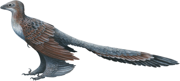 Microraptor