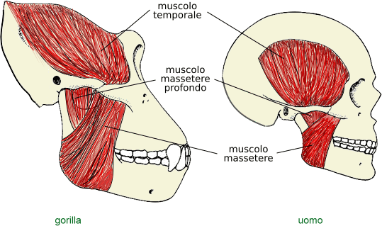 muscoli masticatori