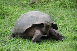 Chelonoidis niger