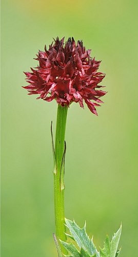 Nigritella austriaca