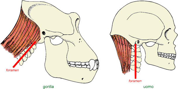 muscoli nucali