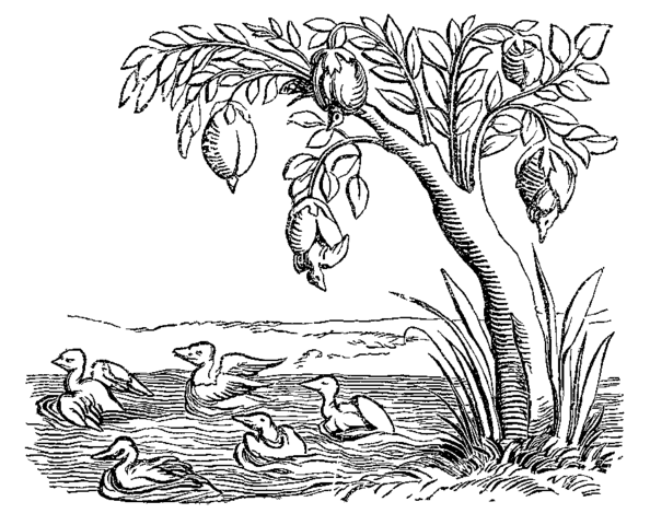 oche che nascono dagli alberi
