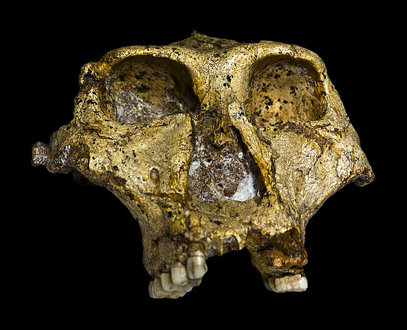 cranio di P. robustus