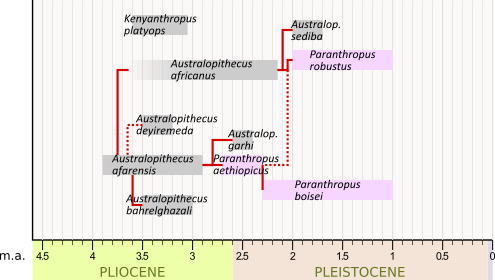 filogenesi Parantropi