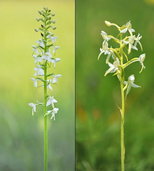 Platanthera