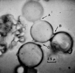 microsfere