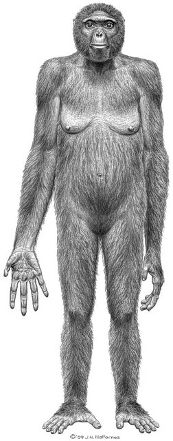 Ardipithecus ramidus
