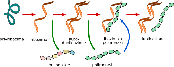 azione dei ribozimi