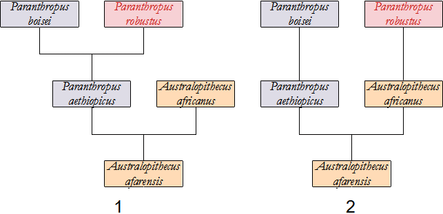 filogenesi P. robustus