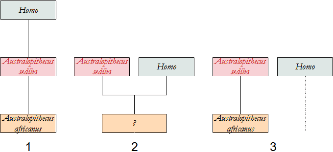 filogenesi di A. sediba
