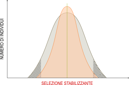 selezione stabilizzante