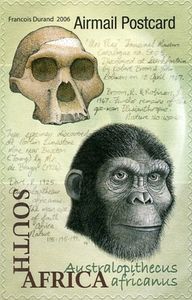 francobollo A. africanus