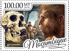 francobollo H. erectus