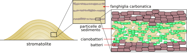 struttura di una stromatolite