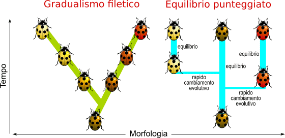 gradualismo e equilibri intermittenti