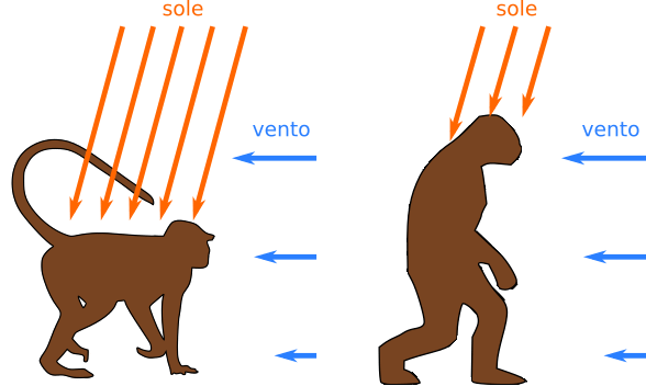 termoregolazione