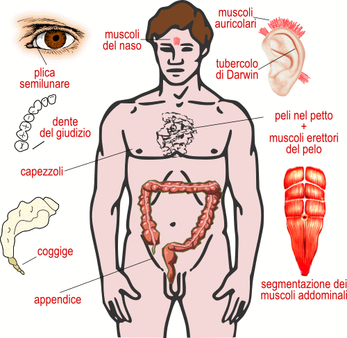vestigia nell'uomo