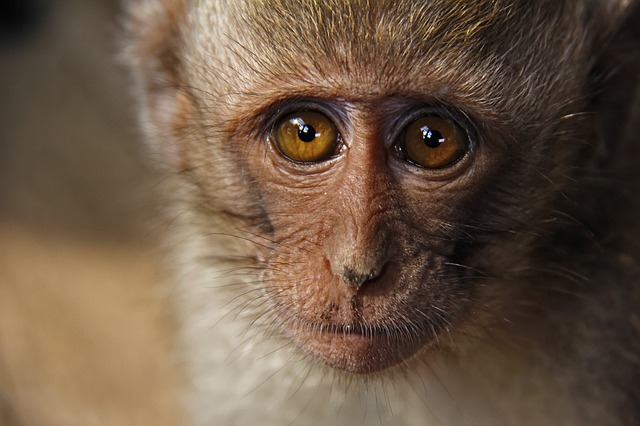 volto di macaco