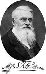 Wallace