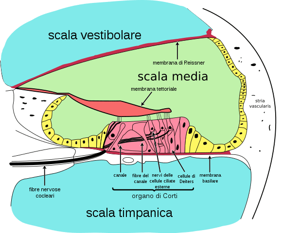sezione della coclea