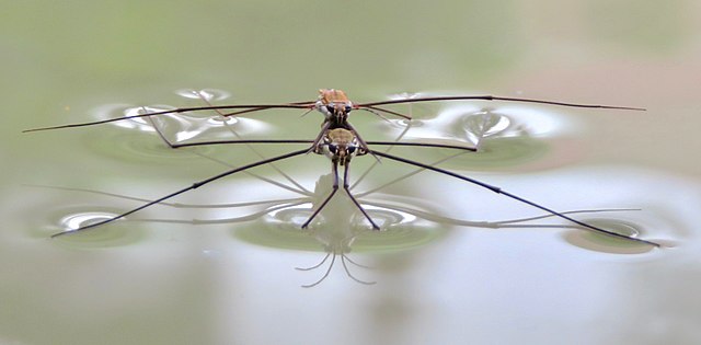 Gerridae