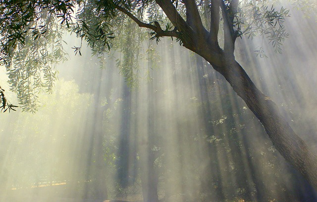 bosco nebbioso