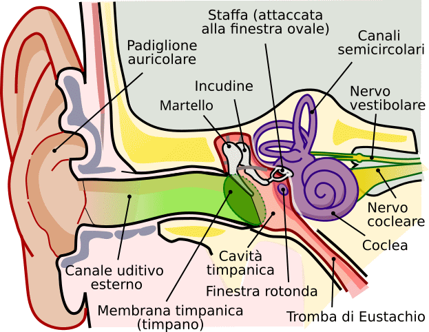 Anatomia dell'orecchio
