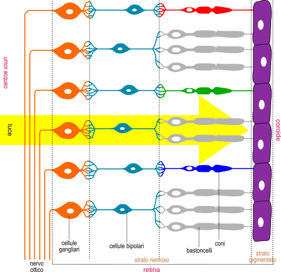 sezione della retina