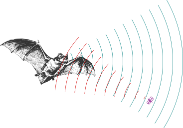 ultrasuoni di un pipistrello