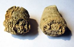 coralli