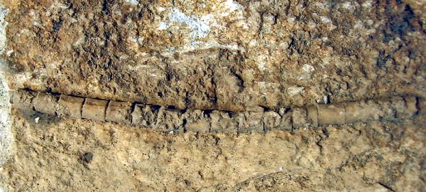 crinoide