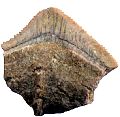 dente di squalo