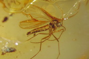 dittero nematocero