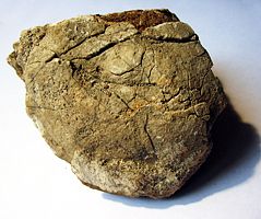 echinide