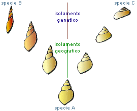 evoluzione