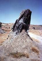 tronco Dunarobba