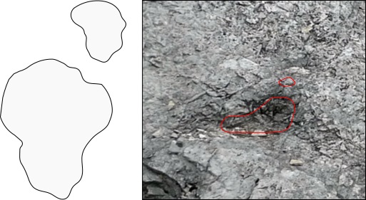 orma di Sauropode