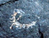 graptolite