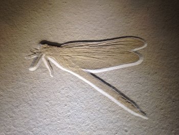 libellula
