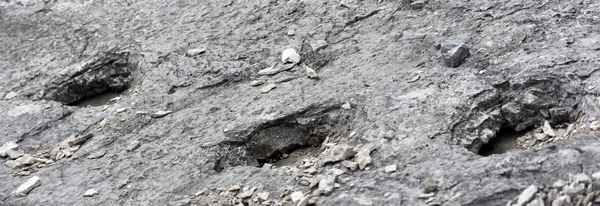oreme di sauropode