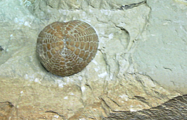 Lampadocorys sulcatus