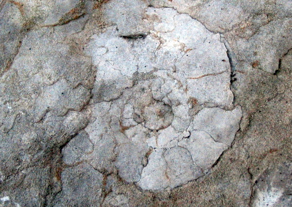 ammonite