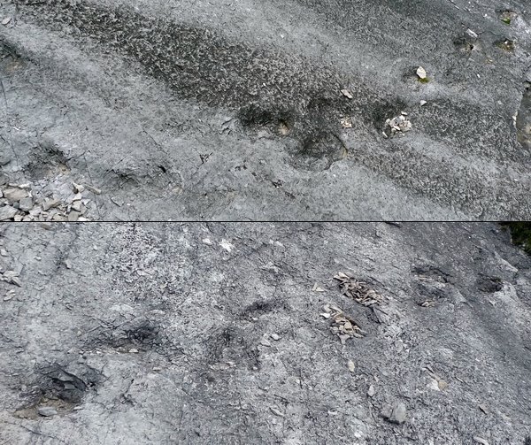 piste di Sauropodi