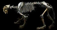 Smilodon