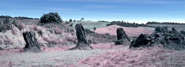 Panorama della foresta
