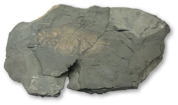 Tselfatia formosa