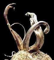 argento