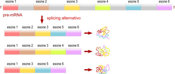 splicing alternativo