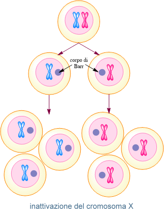 inattivazione del cromosoma x e formazione del corpo di Barr