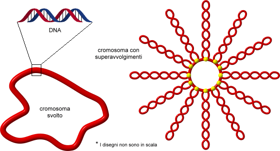 cromosoma batterico